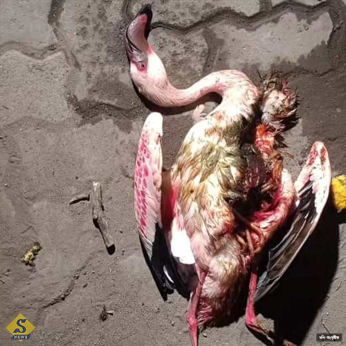 40 flamingos died in the plane crash in Mumbai