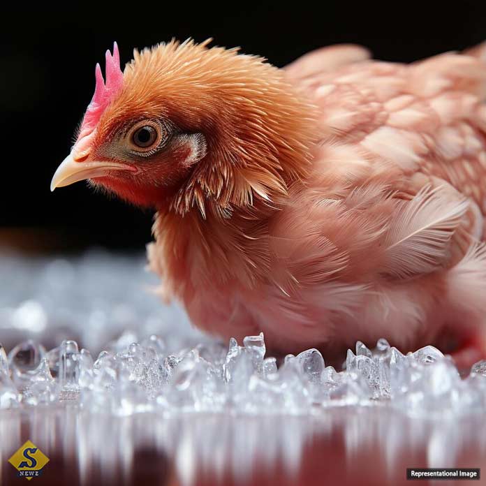 A man in Mexico has died of bird flu