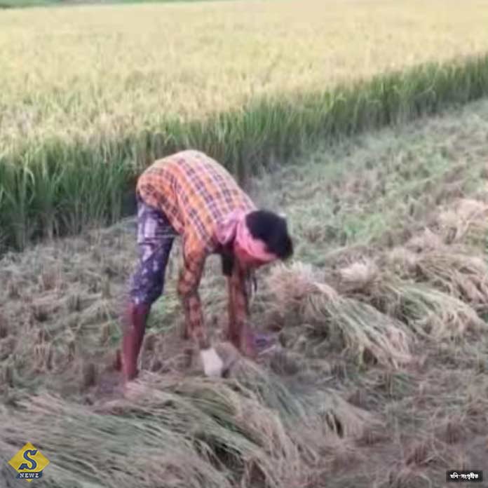 Minimum Support Price of Paddy Increase Centre
