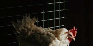 রাজ্যে এবার বার্ড ফ্লুতে আক্রান্ত শিশু RAJJE EBAR BIRD FLU TE AKRANTO SHISHU