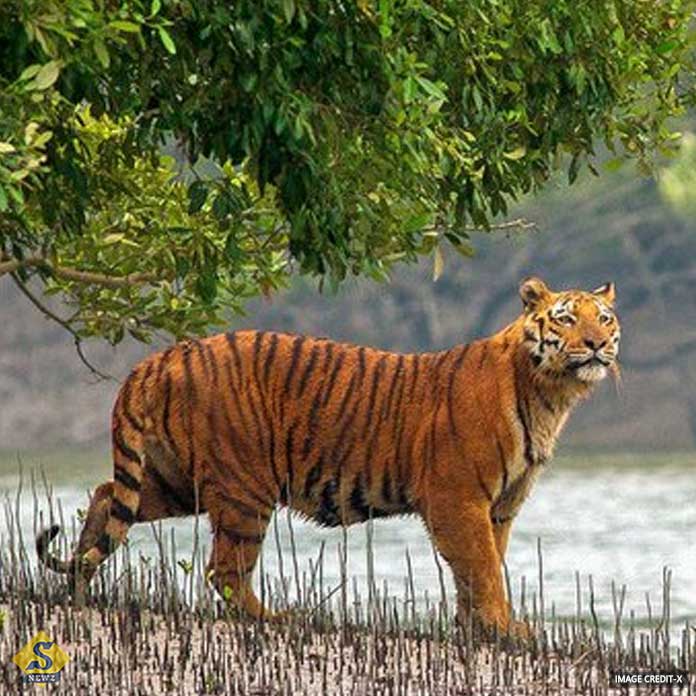SUNDARBON  YOUNG MAN CAUGHT BY TIGER