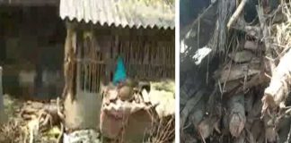 ম্যানগ্রোভ বিক্রি, ধৃত চোরাকারবারিরা Selling mangroves caught smugglers