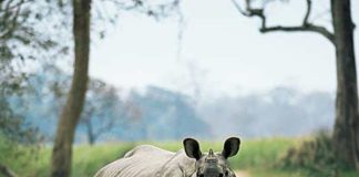 কাজিরাঙা ছেড়ে পালাচ্ছে গণ্ডারের দল A group of rhinoceros are fleeing from Kaziranga