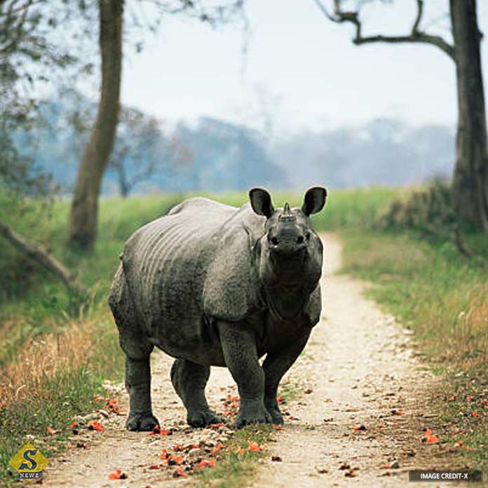 A group of rhinoceros are fleeing from Kaziranga