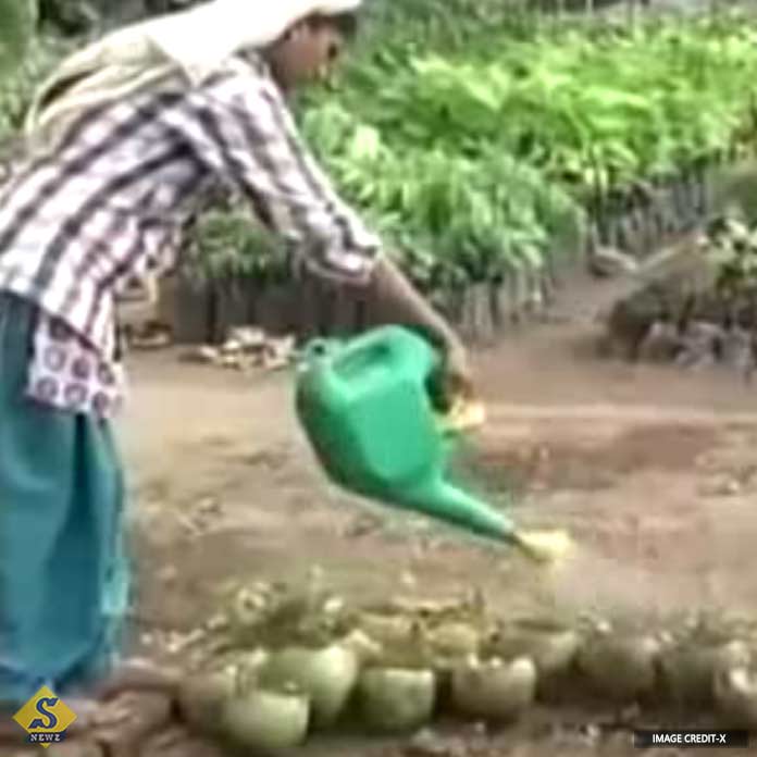 Planting trees in coconut