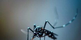 kolkata dengue
