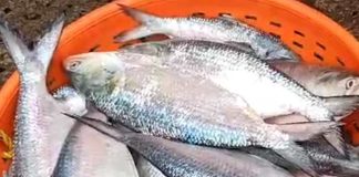 jeler jaale ton ton ilish