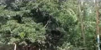 ronokhetra malda