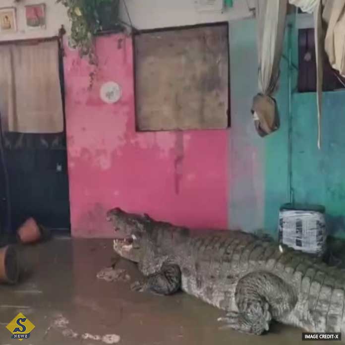 24 crocodiles were recovered in Baroda area after 3 days of rain