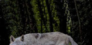 উত্তরপ্রদেশের মানুষখেকো নেকড়ের হামলা