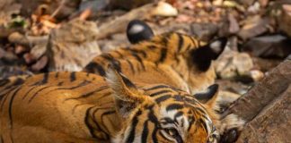 ভিয়েতনামে বার্ড ফ্লুতে ৪৭ বাঘের মৃত্যু