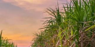 আখ খেতে রক্তাক্ত নাবালকের দেহ উদ্ধারে চাঞ্চল্য