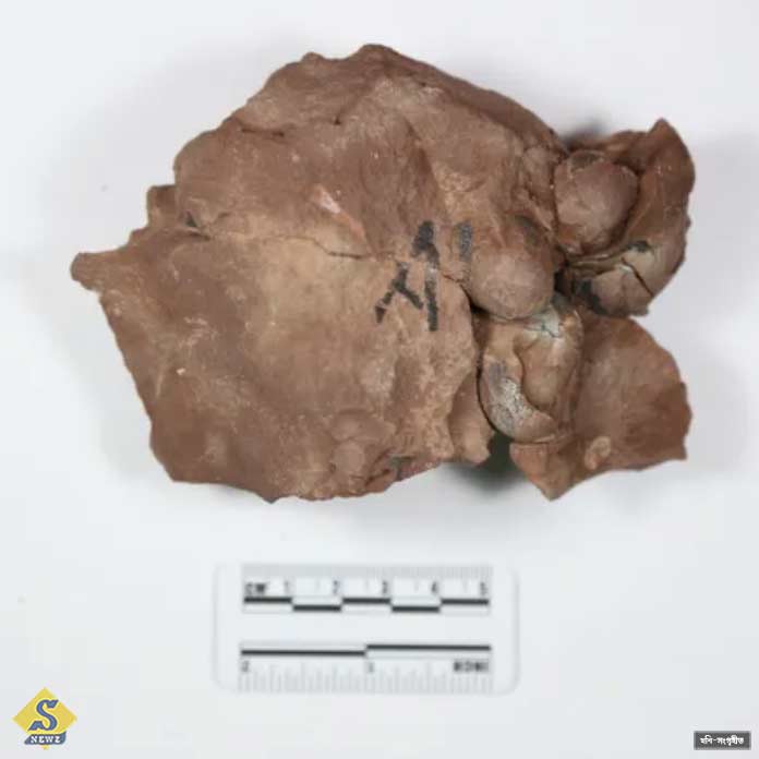 Eggs-of-the-smallest-dinosaurs