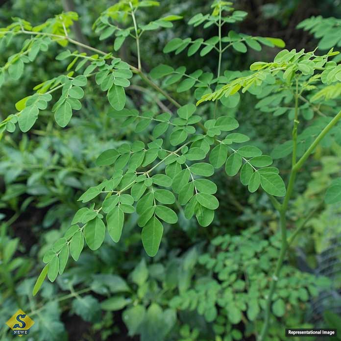 You should chew the leaves of the plant.