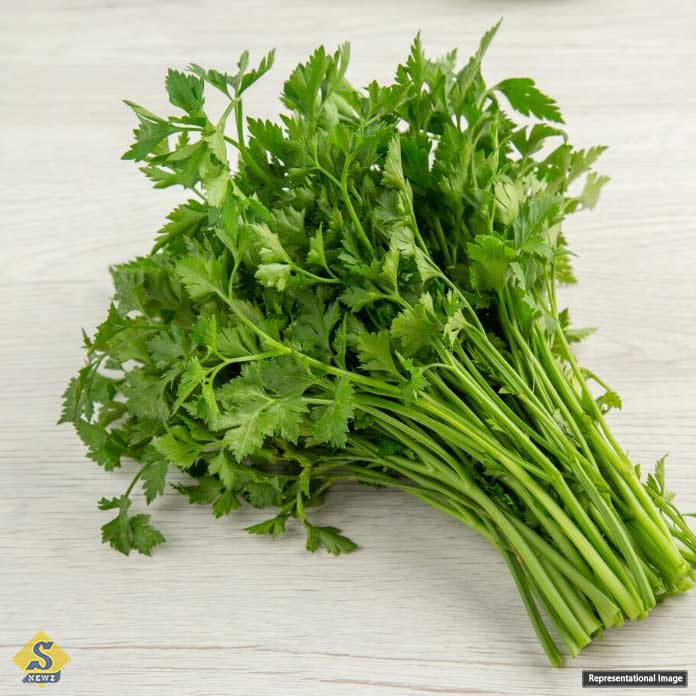Coriander-leaves-are-also-incomparable-in-terms-of-nutrition