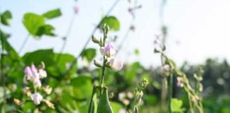 ডায়াবেটিস-ত্বকের সমস্যায় শিম