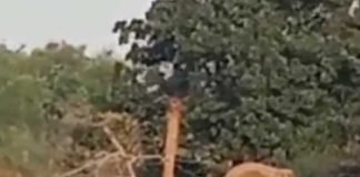 হাতির হানায় মৃত প্রৌঢ়, আহত মহিলা