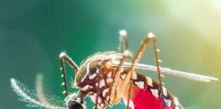 শীতেও লাফিয়ে বাড়ছে ডেঙ্গি, আক্রান্ত ৩০ হাজার পার