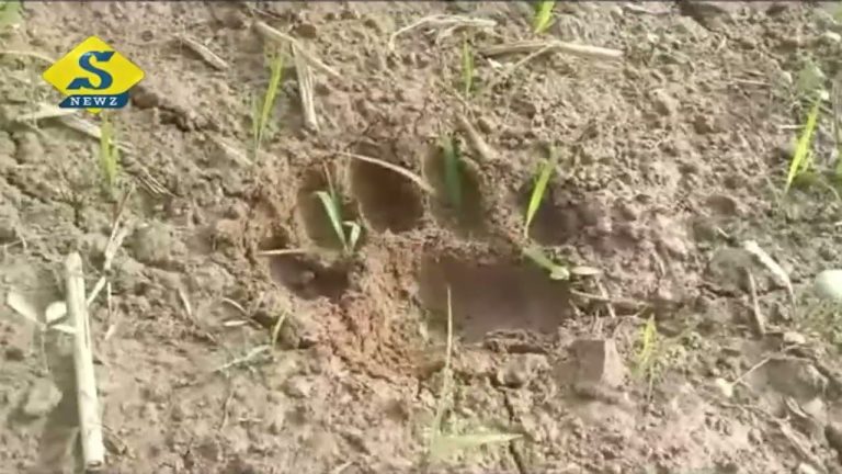 ঘুমপাড়ানি গুলিতেও উধাও জিনত