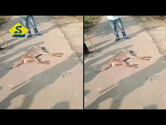 দুর্গাপুরে নেকড়ের কামড়ে জখম ২০