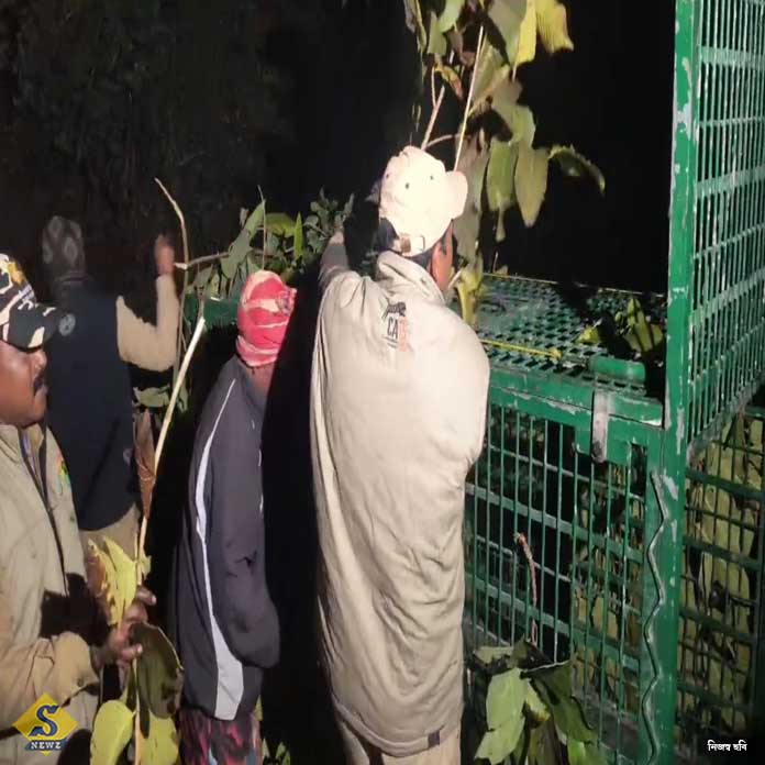 কুলতলি-পুরুলিয়ায় অধরা বাঘ, নাস্তানাবুদ বনকর্মীরা