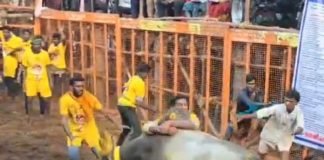 তামিলনাড়ুতে জাল্লিকাট্টু প্রতিযোগিতায় মৃত ৬