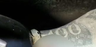 ভাঙড়ে গুলিবিদ্ধ যুবক, ভর্তি কলকাতার হাসপাতালে