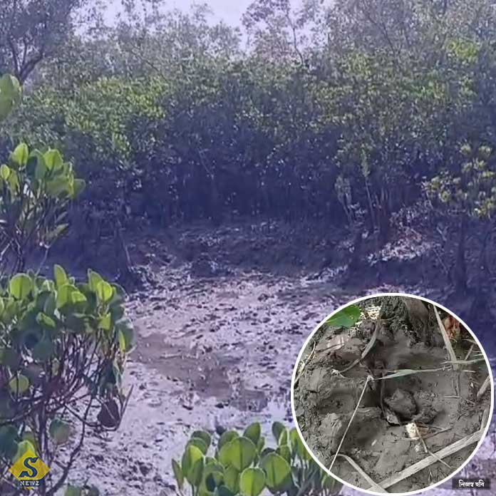 ফের মৈপীঠে বাঘের ভয়, বেলপাহাড়িতেও