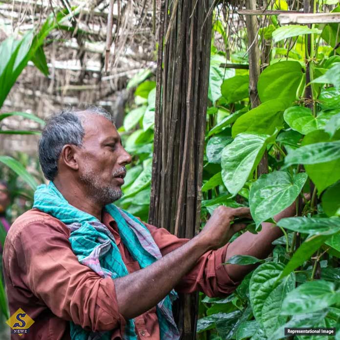 betel-leaf