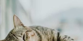 মধ্যপ্রদেশে বার্ড ফ্লুতে আক্রান্ত বিড়াল