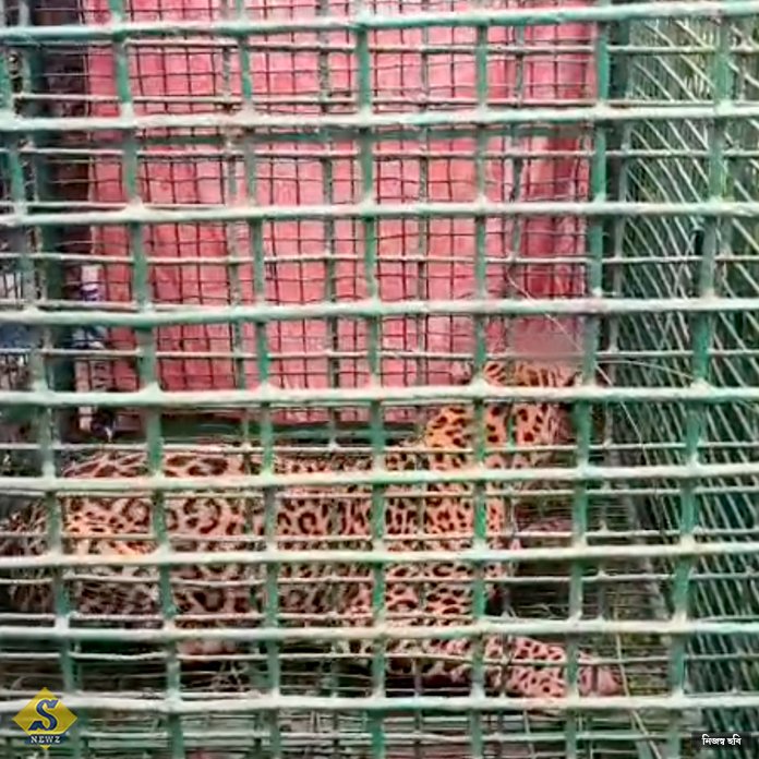 নাগরাকাটা চা বাগানে খাঁচাবন্দি চিতাবাঘ 