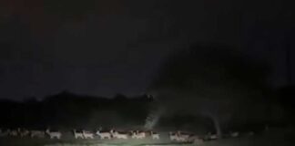 তেলেঙ্গানার বনাঞ্চল ধ্বংস,মোদির কাছে মিমি