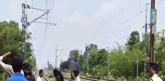 কাটা মুণ্ডু নিয়ে ঘুরছে কুকুরের দল, হাড়হিম দৃশ্য চণ্ডীতলায়