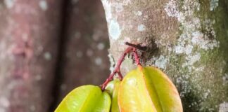 গরমের ভরসা কামরাঙা-আঁশফল