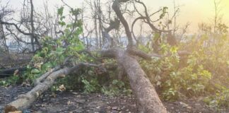 নির্বিচারে বৃক্ষছেদনে সুপ্রিম ভর্ৎসনা তেলেঙ্গানা সরকারকে