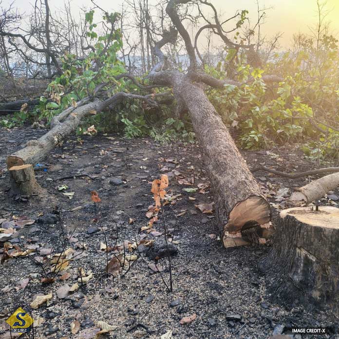 নির্বিচারে বৃক্ষছেদনে সুপ্রিম ভর্ৎসনা তেলেঙ্গানা সরকারকে