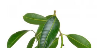 আম পাতারও রয়েছে উপকারিতা