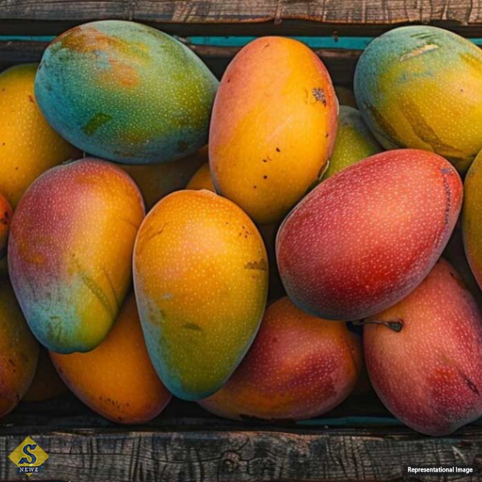 Indian-mangoes-exported-to-America