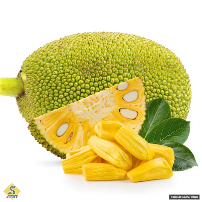 Jackfruit-is-a-cure-for-summer-diseases