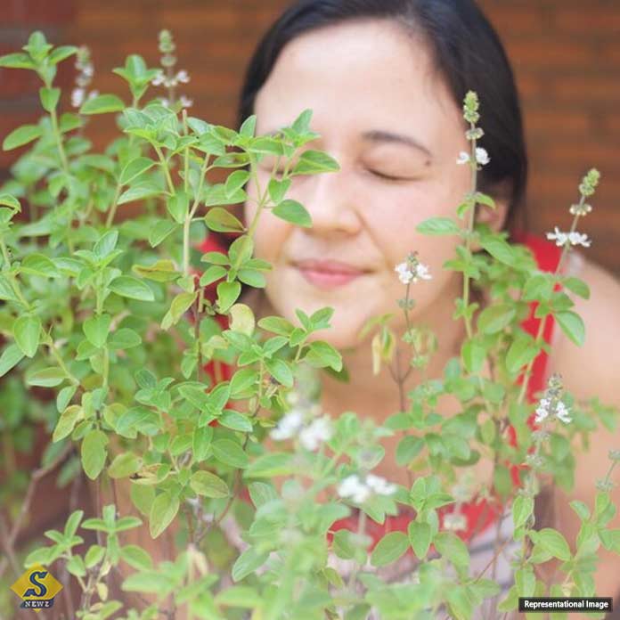 গরমে ত্বকের যত্নে তুলসী পাতা 