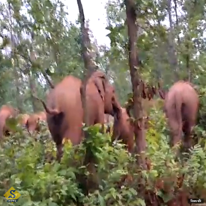 WMID_JHARGRAM_ELEPHANT-ATTACK