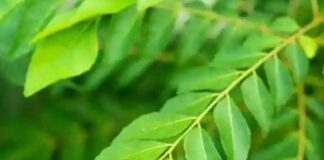 হার্টও ভালো রাখবে কারি পাতা