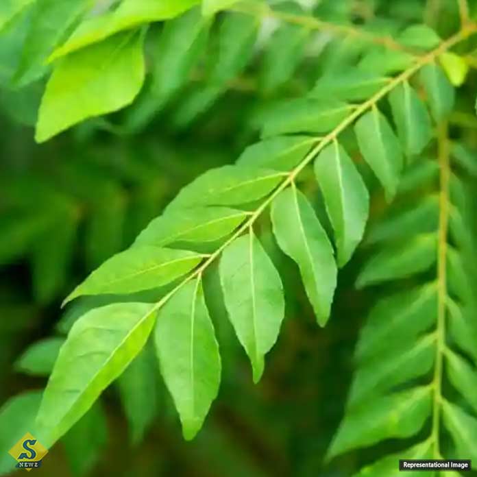 curry-leaves