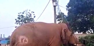 মহিষ খুঁজতে গিয়ে হাতির হামলায় মৃত্যু