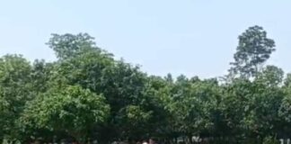 তিলের খেতে তরুণীর অর্ধনগ্ন নলিকাটা দেহ