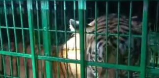 অবশেষে ধরা পড়ল কুলতলির বাঘ