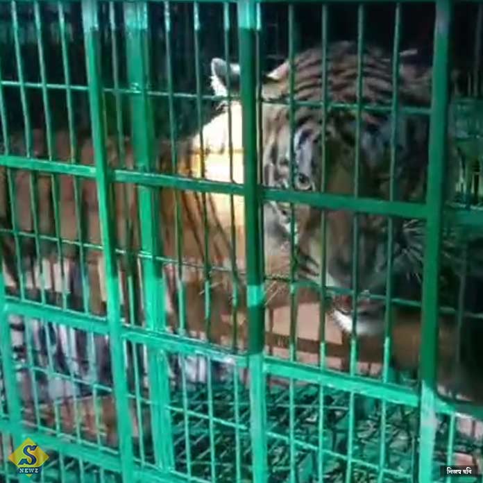 capture-tiger-at-kultoli