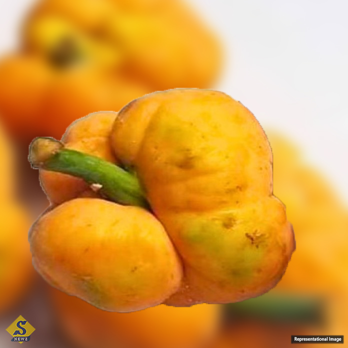 Dewa-keeps-the-stomach-healthy