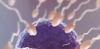 শুক্রাণুর মাধ্যমে সন্তানের দেহে রোগ