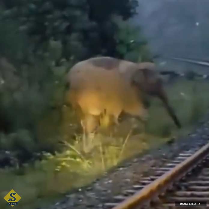 Elephant-gives-birth-on-railway-tracks,-train-stopped-for-two-hours